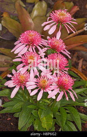 Grappe de superbes fleurs rose vif et rouge & Vert feuilles d'echinacea, Echinacea 'Scoop Double Bubble Gum' Banque D'Images