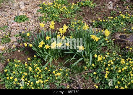 Fleurs de narcisses avec bee. Sur un lit d'oignons en fleurs. Banque D'Images