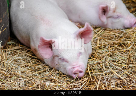 Trois porcs porcs dormir en appui sur la paille dans une ferme stall Banque D'Images