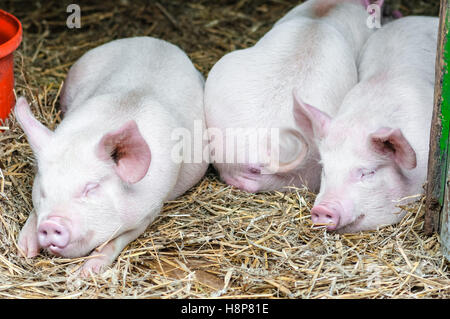 Trois porcs porcs dormir en appui sur la paille dans une ferme stall Banque D'Images