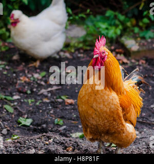 Gamme de coq et de poulet bio volailles dans cadre rural naturel Banque D'Images