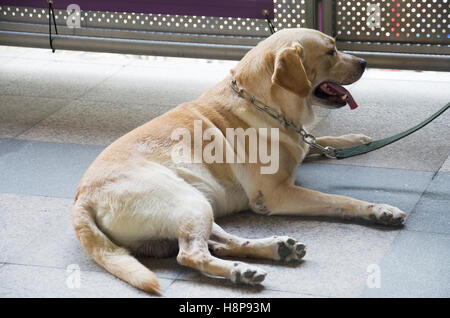 Les chiens policiers connus sous le nom de K-9 ou K9 chien chien assis sur le plancher du BTS à Bangkok, Thaïlande Banque D'Images