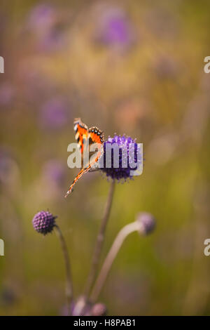 Petit papillon Tortoishell sur le Scabiosa columbria (Scabious), Oudolf Field, Hauser & Wirth, Somerset, Royaume-Uni. Septembre. Concepteur Piet Oudolf. Banque D'Images