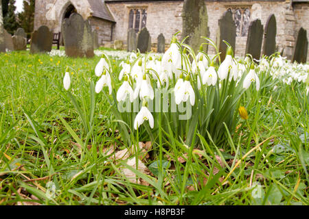 Perce-neige (Galanthus nivalis) floraison . Naturalisé dans un cimetière. Powys, Pays de Galles. Février. Banque D'Images