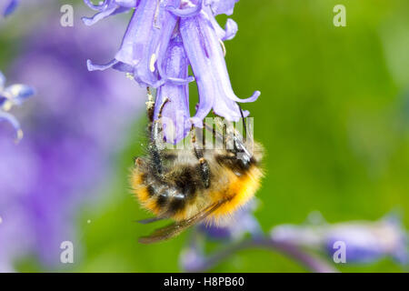 Les bourdons (Bombus Cardeur commun pascuorum) dans l'alimentation des travailleurs adultes un bluebell (Hyacinthoides non-scripta) fleur. Banque D'Images