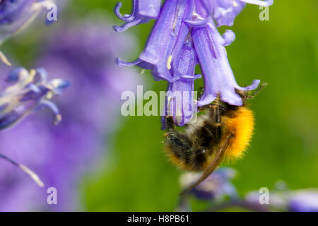 Les bourdons (Bombus Cardeur commun pascuorum) dans l'alimentation des travailleurs adultes un bluebell (Hyacinthoides non-scripta) fleur. Banque D'Images