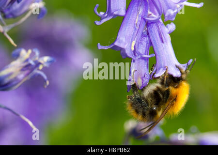 Les bourdons (Bombus Cardeur commun pascuorum) dans l'alimentation des travailleurs adultes un bluebell (Hyacinthoides non-scripta) fleur. Banque D'Images