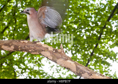 Eurasian jay (Garrulus glandarius) taking flight adultes, dans les bois. Powys, Pays de Galles. Mai. Banque D'Images
