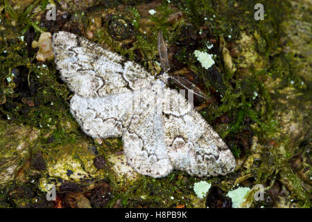 Cleorodes lichenaria (dentelle de Bruxelles) papillon adulte reposant sur l'écorce des arbres. Powys, Pays de Galles. De juin. Banque D'Images