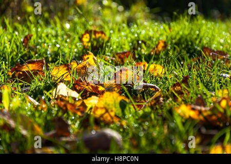 Rosée du matin sur l'herbe d'automne avec les feuilles tombées Banque D'Images