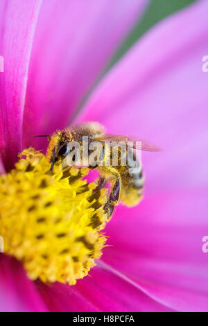 Bumblebee venant butiner une fleur cosmos Banque D'Images