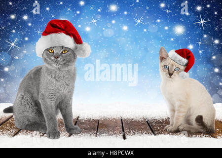 Noël arrière-plan avec 2 cute kitten cat animal with santa hat sur bandes de neige en bois en face de Blue Night Sky stars et Banque D'Images