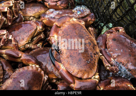 Des crabes fraîchement pêchés dans un panier de pêche Banque D'Images