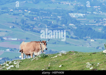 Marche de vache sur la montagne haut de Peña Cabarga, Cantabria, ESPAGNE Banque D'Images