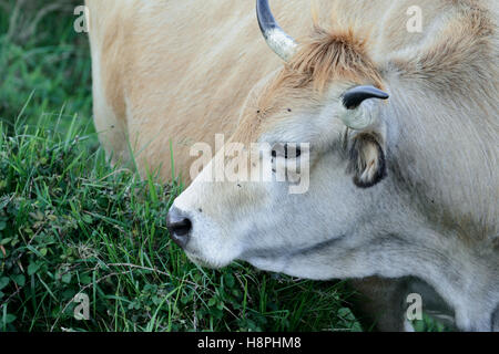 Vache paissant dans la Peña Cabarga, Cantabria, Spain, Europe Banque D'Images