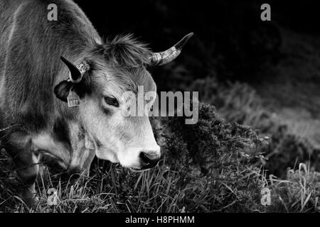 Vache paissant dans la Peña Cabarga, Cantabria, Spain, Europe Banque D'Images