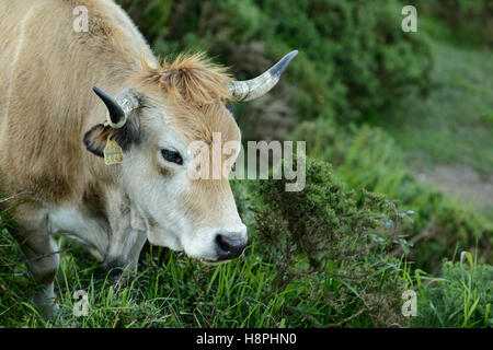 Vache paissant dans la Peña Cabarga, Cantabria, Spain, Europe Banque D'Images