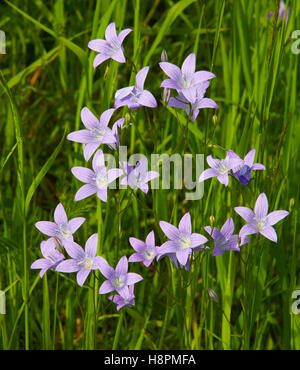 Bellflower, Campanula Campanula patula () Banque D'Images