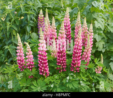 Le lupin (Lupinus polyphyllus rose) Banque D'Images