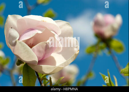 Fleurs de magnolia (Magnolia) sur l'arbuste Banque D'Images