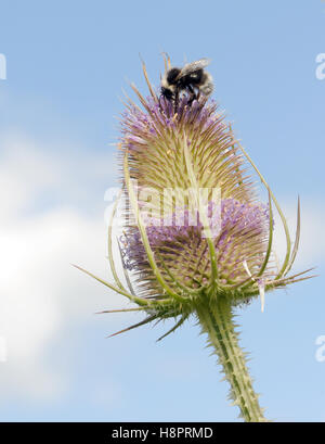 Un parasite de l'abeille coucou coucou tzigane bourdon (Bombus bohemicus) se nourrissent d'une cardère (Dipsacus fullonum) capitule. Bedgebury Forêt, Kent, UK. Banque D'Images