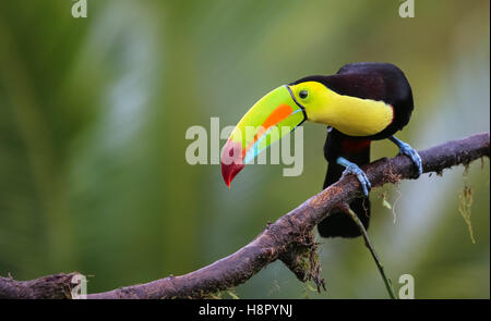 Tucan colorés assis sur une branche Banque D'Images