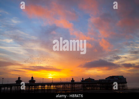 Oiseaux en vol, voler dans les nuages à des bandes d'Étourneaux à Blackpool, Lancashire, Royaume-Uni. Starling murmuration au coucher du soleil. L'un des grands spectacles d'oiseaux de l'hiver est l'étourneau' roost pré-assemblée. Avant de s'installer pour la nuit, des bandes de ces oiseaux grégaires autour d'un seul coup jusqu'à ce qu'il y a une énorme masse noire tourbillonnante. Au cours de l'hiver jusqu'à un million d'oiseaux, swarm, tourbillonner, shift, agiter et enrouler comme un déménagement, tout en effectuant une acrobatie aérienne. ce ballet au crépuscule est un phénomène connu sous le nom de repos murmuration Starling. Banque D'Images