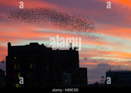 Aberystwyth, Pays de Galles, Royaume-Uni. Le 16 novembre, 2016. Météo France : Au coucher du soleil spectaculaire la fin d'un jour froid et venteux, les volées d'étourneaux voler dans leurs aires d'alimentation de la journée à effectuer des murmurations dans le ciel au-dessus de Aberystwyth, sur la côte de l'ouest du pays de Galles chaque soir à l'automne et l'hiver, des dizaines de milliers d'oiseaux se rassemblent pour se percher la nuit en toute sécurité sur les pieds en de treillis sous la station de Victoria pier Crédit photo : Keith Morris/Alamy Live News Banque D'Images