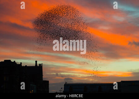 Aberystwyth, Pays de Galles, Royaume-Uni. Le 16 novembre, 2016. Météo France : Au coucher du soleil spectaculaire la fin d'un jour froid et venteux, les volées d'étourneaux voler dans leurs aires d'alimentation de la journée à effectuer des murmurations dans le ciel au-dessus de Aberystwyth, sur la côte de l'ouest du pays de Galles chaque soir à l'automne et l'hiver, des dizaines de milliers d'oiseaux se rassemblent pour se percher la nuit en toute sécurité sur les pieds en de treillis sous la station de Victoria pier Crédit photo : Keith Morris/Alamy Live News Banque D'Images