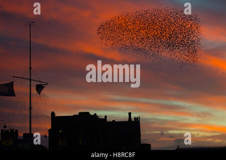 Aberystwyth, Pays de Galles, Royaume-Uni. Le 16 novembre, 2016. Météo France : Au coucher du soleil spectaculaire la fin d'un jour froid et venteux, les volées d'étourneaux voler dans leurs aires d'alimentation de la journée à effectuer des murmurations dans le ciel au-dessus de Aberystwyth, sur la côte de l'ouest du pays de Galles chaque soir à l'automne et l'hiver, des dizaines de milliers d'oiseaux se rassemblent pour se percher la nuit en toute sécurité sur les pieds en de treillis sous la station de Victoria pier Crédit photo : Keith Morris/Alamy Live News Banque D'Images