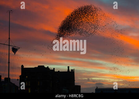 Aberystwyth, Pays de Galles, Royaume-Uni. Le 16 novembre, 2016. Météo France : Au coucher du soleil spectaculaire la fin d'un jour froid et venteux, les volées d'étourneaux voler dans leurs aires d'alimentation de la journée à effectuer des murmurations dans le ciel au-dessus de Aberystwyth, sur la côte de l'ouest du pays de Galles chaque soir à l'automne et l'hiver, des dizaines de milliers d'oiseaux se rassemblent pour se percher la nuit en toute sécurité sur les pieds en de treillis sous la station de Victoria pier Crédit photo : Keith Morris/Alamy Live News Banque D'Images