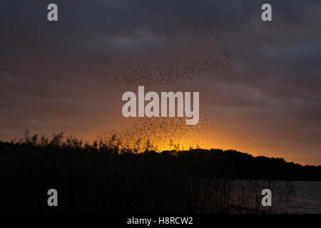 Murmure de Starling au-dessus de Frensham Great Pond à Surrey, Angleterre, Royaume-Uni au coucher du soleil. Grand troupeau d'étoiles (Sturnus vulgaris). Banque D'Images