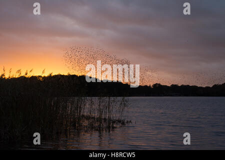 Murmure de Starling au-dessus de Frensham Great Pond à Surrey, Angleterre, Royaume-Uni au coucher du soleil. Grand troupeau d'étoiles (Sturnus vulgaris). Banque D'Images