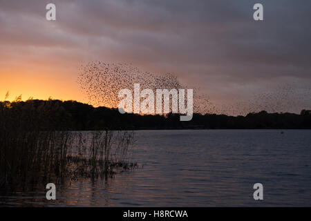 Murmure de Starling au-dessus de Frensham Great Pond à Surrey, Angleterre, Royaume-Uni au coucher du soleil. Grand troupeau d'étoiles (Sturnus vulgaris). Banque D'Images