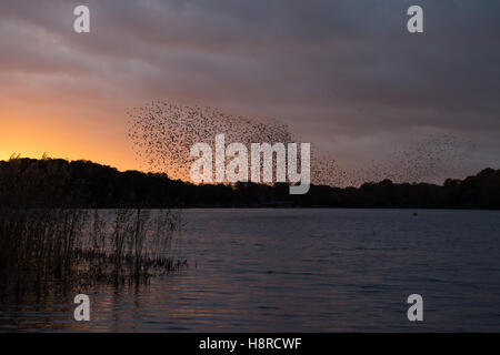 Murmure de Starling au-dessus de Frensham Great Pond à Surrey, Angleterre, Royaume-Uni au coucher du soleil. Grand troupeau d'étoiles (Sturnus vulgaris). Banque D'Images