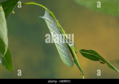 Un Abendpfauenauge, Raupe frisst Weide, Abend-Pfauenauge Smerinthus ocellata, Smerinthus, ocellatus, Eyed, Hawk-Moth Hawkmo borgne Banque D'Images