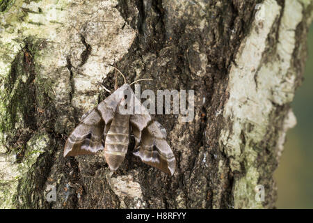 Abendpfauenauge Abend-Pfauenauge Smerinthus ocellata,,, Smerinthus ocellatus, Eyed Hawk-Moth, Eyed, Sphynx Le sphinx demi-paon Banque D'Images