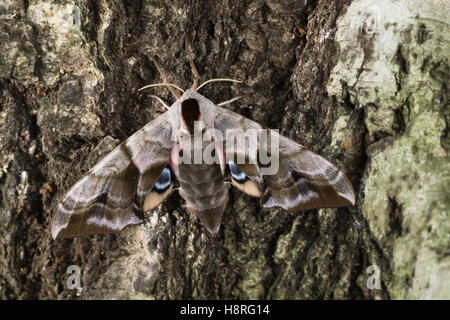 Abendpfauenauge Abend-Pfauenauge Smerinthus ocellata,,, Smerinthus ocellatus, Eyed Hawk-Moth, Eyed, Sphynx Le sphinx demi-paon Banque D'Images