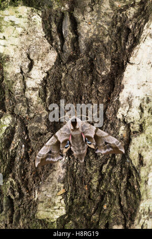 Abendpfauenauge Abend-Pfauenauge Smerinthus ocellata,,, Smerinthus ocellatus, Eyed Hawk-Moth, Eyed, Sphynx Le sphinx demi-paon Banque D'Images