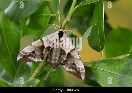 Abendpfauenauge Abend-Pfauenauge Smerinthus ocellata,,, Smerinthus ocellatus, Eyed Hawk-Moth, Eyed, Sphynx Le sphinx demi-paon Banque D'Images