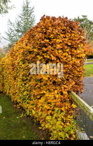 Une haie de hêtre, Fagus sylvatica, en plein automne couleur à côté d'une clôture basse dans un jardin anglais. Banque D'Images