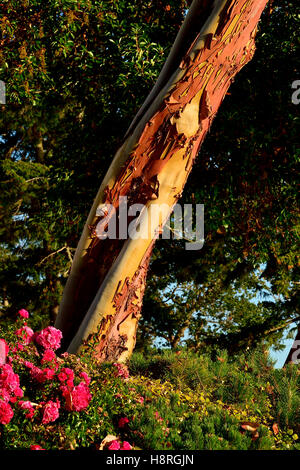 Pacific madrone, arbousier (Arbutus menzeisii) est le seul conifère à feuilles larges indigènes au Canada, Banque D'Images