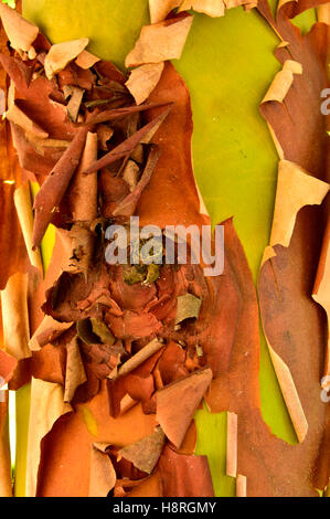 Peler l'écorce du tronc d'un Pacific madrone, arbousier (Arbutus menzeisii) Banque D'Images