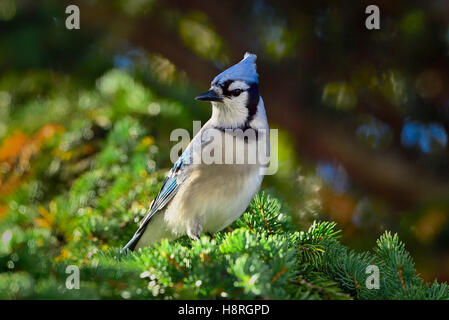 L'est un geai bleu, Cyanocitta cristata, perché sur une branche d'épinette en Alberta Canada Banque D'Images