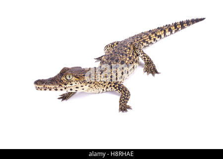 Crocodile de Cuba (Crocodylus rhombifer, Banque D'Images