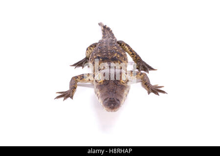 Crocodile, Crocodylus acutus Banque D'Images