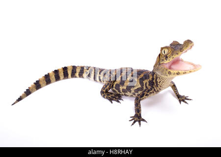 Large-snouted caiman Caiman latirostris, Banque D'Images