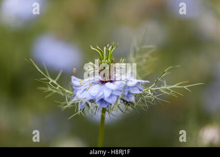 Gros plan d'un seul Nigella Damascena sur un fond vert flou, Royaume-Uni Banque D'Images