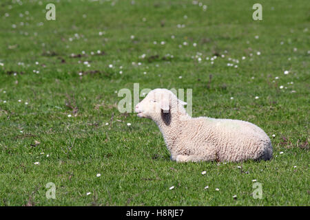 Adorable petit agneau couché sur les pâturages Banque D'Images