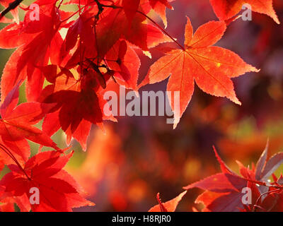 Tendre rouge incandescent Acer palmatum d'automne feuilles d'érable japonais avec des veines de remplages avec gold & feuillage pourpre toile Banque D'Images